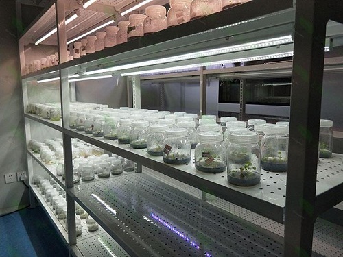 博罗植物组织培养实验室设计建设方案